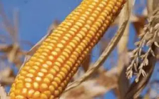 DKC3705 / ДКС3705