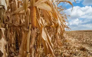 DKC3730 / ДКС3730