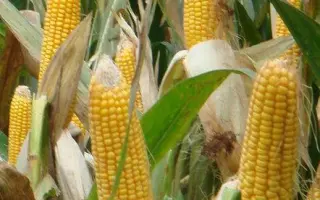 DKC3939 / ДКС3939