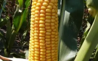 DKC3972 / ДКС3972