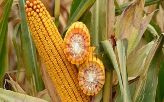 DKC3969 / ДКС3969