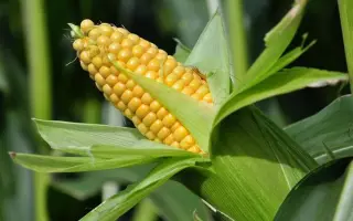 DKC4014 / ДКС4014