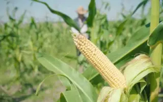 DKC4238 / ДКС4238