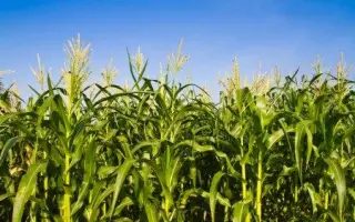 DKC4541 / ДКС4541