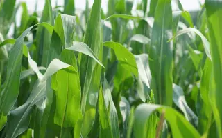 DKC4685 / ДКС4685