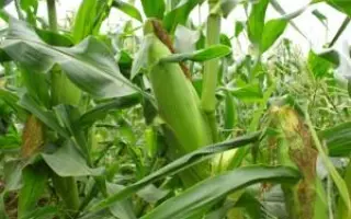 DKC4717 / ДКС4717