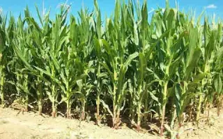 DKC4943 / ДКС4943