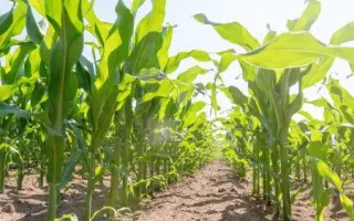 DKC5007 / ДКС5007