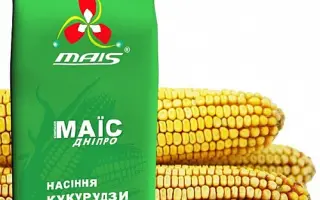 ДМ Вінсенте