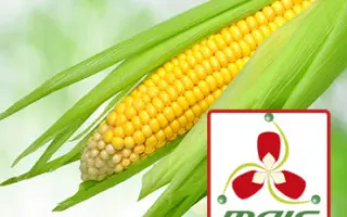 Адаптер МС / ДМС Адаптер