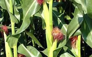 Drivia / Дрівіа