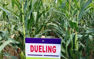 DUELING / ДУЕЛІНГ