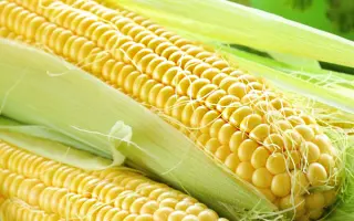 Dulcano / Дулкано