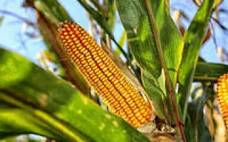 Дункан 233 СВ