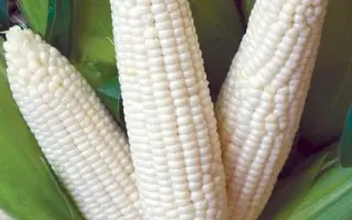 Edonia / Едонія