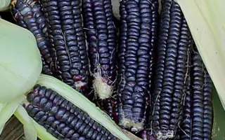 EXXOTIKA / ЕККЗОТІКА