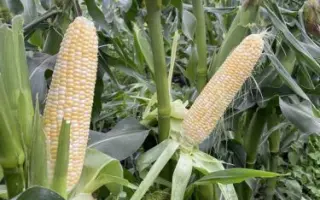 Eclatant / Еклатант