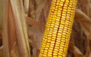 Елітнянський