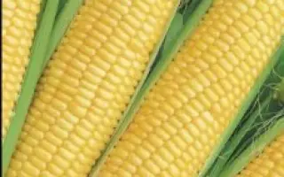 ELDACAR / ЕЛЬДАКАР