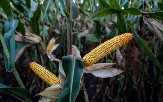 ES GALLERY / ЕС ГЕЛЛЕРІ