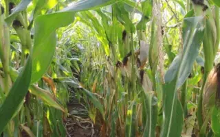 ES TRAVELER / ЕС ТРЕВЕЛЕР