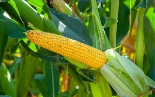 ES Fieldgold / ЕС Філдголд