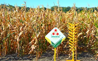 Заліщицький 191 СВ