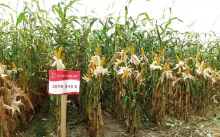 ZETA 140S / ЗЕТА 140С