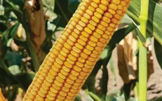 ZPSC 434 / ЗПСК 434