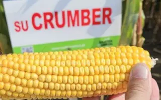 SU Crumber / ЗУ Крамбер