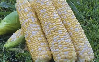 Susann / Зузанн