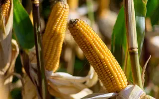 Sumumba / Зумумба