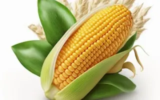 IBARAMA / ІБАРАМА