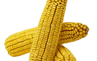 INDEM1320 / ІНДЕМ1320