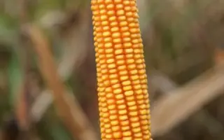 Casandro / Касандро