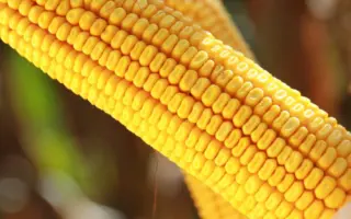 KARPATIS / КАРПАТІС