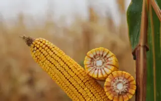 KWS ACADO / КВС АКАДО