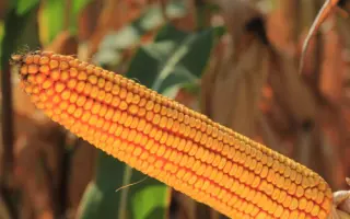 KWS ARTURELLO / КВС АРТУРЕЛЛО