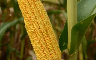 KWS GALILEO / КВС ГАЛІЛЕО