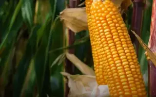 KWS JAIPUR / КВС ДЖАЙПУР