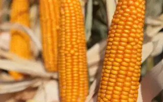 KWS NEVO / КВС НЕВО