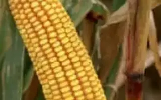 Київський 197