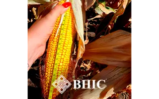 Кіцманський 215 СВ