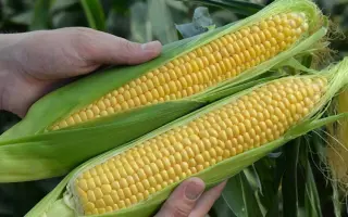 Kiskun 4368 (Liza) / Кішкун 4368 (Ліза)