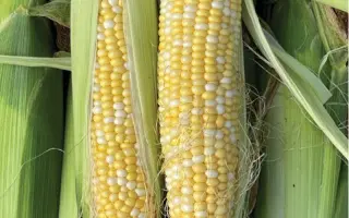 Kishkun SC 4282 (Zsuzsanna) / Кішкун СЦ 4282 (Жужанна)