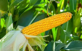 Chianti CS / Кіянті КС