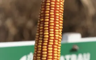 Contento / Контенто