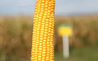 Cosmino / Косміно