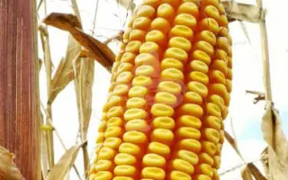 Livorno / Ліворно