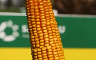 Ligato / Лігато